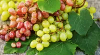 Jigsaw Puzzle Grapes and leaves