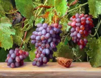 Jigsaw Puzzle Grapes and sparrow