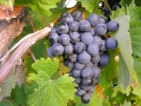 Rompecabezas Grapes on the branch