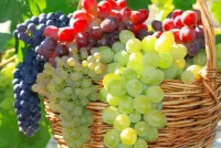 Jigsaw Puzzle Grapes in a basket