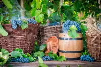 Slagalica Grape harvest