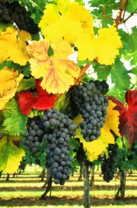 Bulmaca Vineyard in autumn