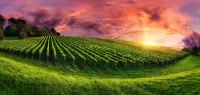 Jigsaw Puzzle Vineyard in the sunset