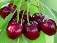 Quebra-cabeça Cherries