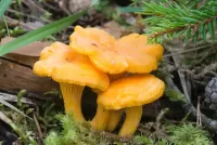 Bulmaca Delicious mushrooms