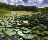 Bulmaca water lilies