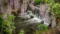Jigsaw Puzzle Waterfall and Wisteria