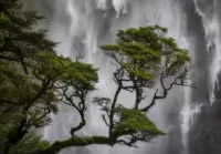 Quebra-cabeça Waterfall and pine