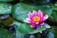 Rompecabezas Water Lily