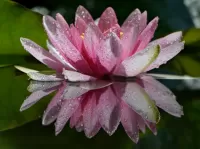 Puzzle Water Lily