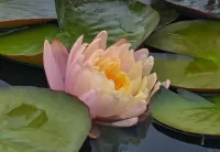 Quebra-cabeça Water Lily