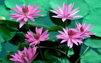 Bulmaca Water lily