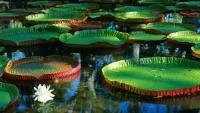 Zagadka Water lilies