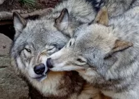 Quebra-cabeça Wolf kiss