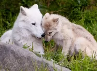 Puzzle She-wolf and wolf cub