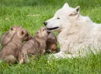 パズル Wolf with cubs