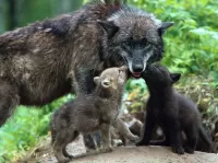 Пазл Волчица с волчатами