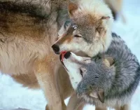 Rompecabezas Wolf tenderness