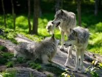 Puzzle Pack of wolves