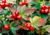 Puzzle Wolfberry