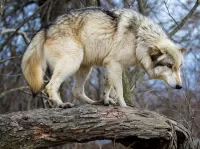 Пазл Волк на дереве 