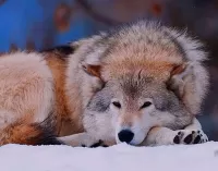 Пазл Волк на снегу 