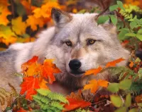 Puzzle wolf in autumn