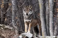 Jigsaw Puzzle Wolf in the forest