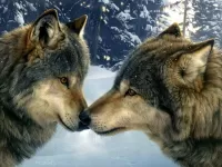 Слагалица Wolves 7