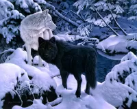 Rompecabezas Wolves in winter