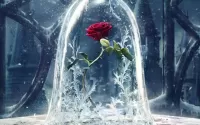 Puzzle Magic rose