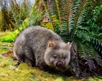 Puzzle Wombat