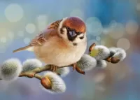 Слагалица Sparrow