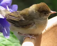 パズル sparrows