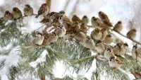 Jigsaw Puzzle Sparrows