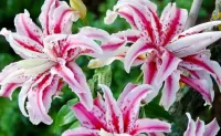 Bulmaca Oriental lily