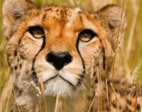 Rätsel cheetah gaze