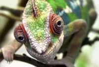 Quebra-cabeça The look of a chameleon