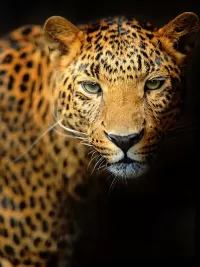 Rompecabezas Gaze of leopard