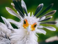 Slagalica Bird gaze