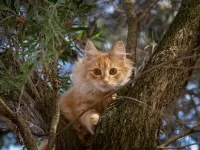 Puzzle Cat in tree