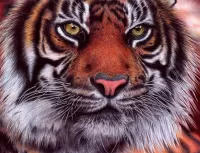 Jigsaw Puzzle tiger gaze