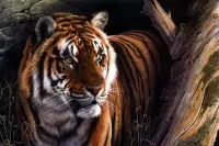 Rätsel tiger gaze