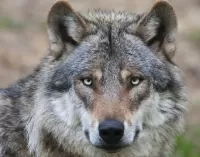 パズル The sight of a wolf