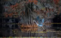 Bulmaca Rise crane