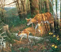 Пазл Whitetail Deer