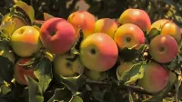 Puzzle apple harvest
