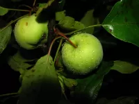 Слагалица Apples