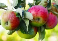 Jigsaw Puzzle Apples