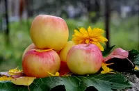Slagalica Apples